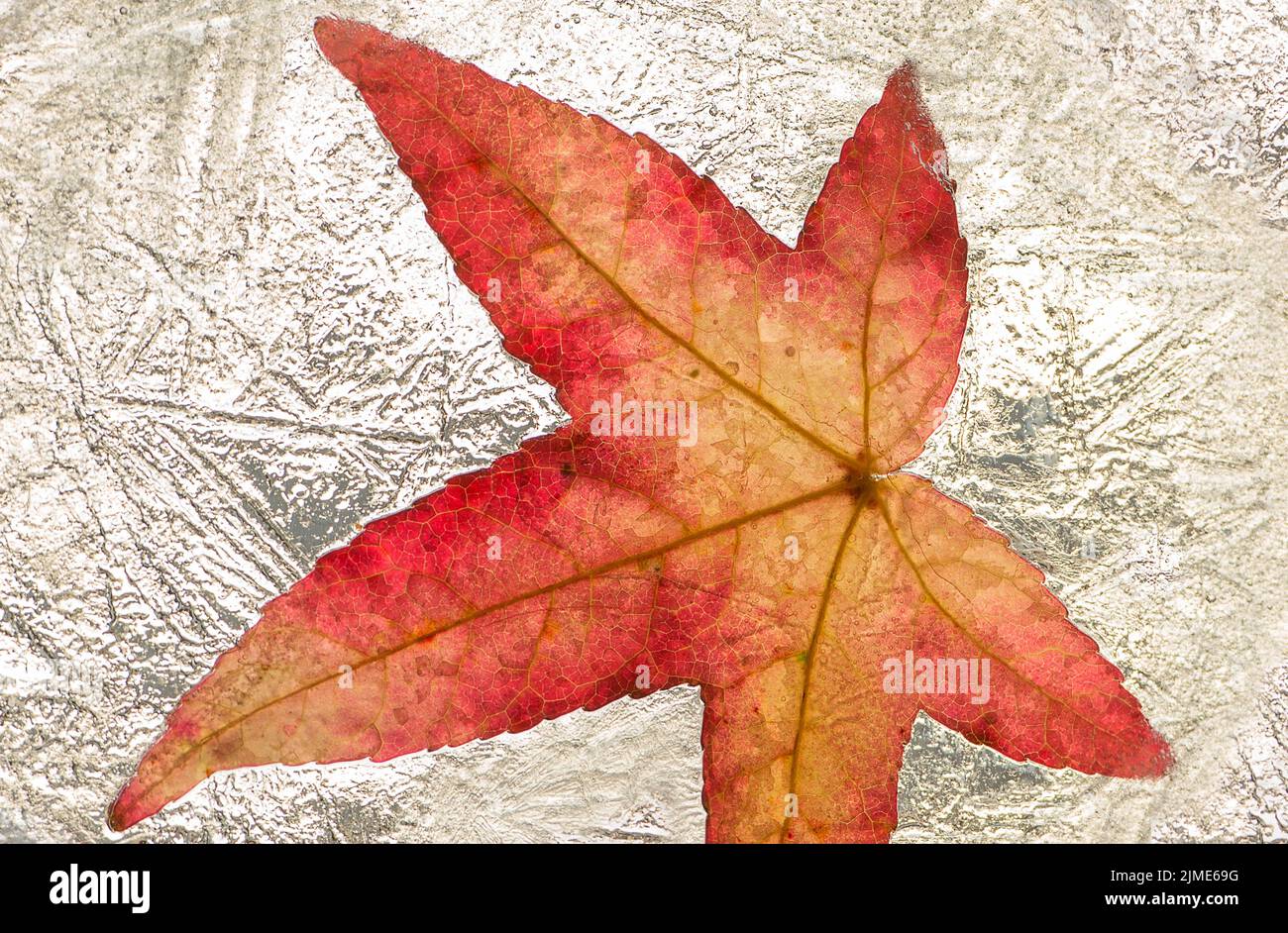 Amber tree leaf frozen in a block of ice Stock Photo - Alamy