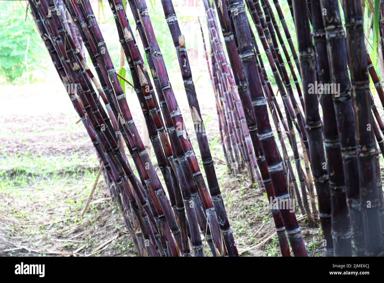 tasty and healthy sugarcane farm on field for harvest and eat Stock