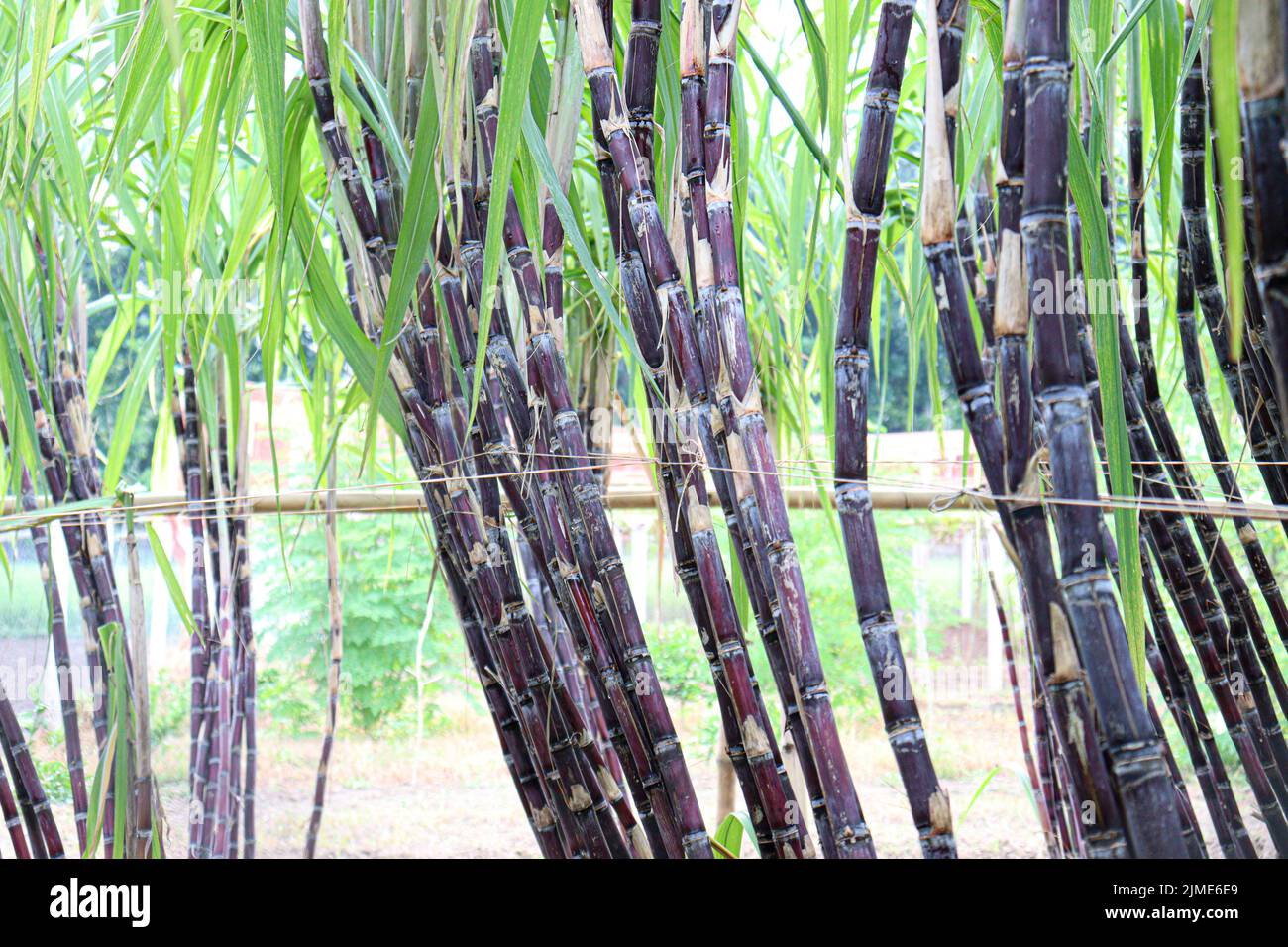 tasty and healthy sugarcane farm on field for harvest and eat Stock