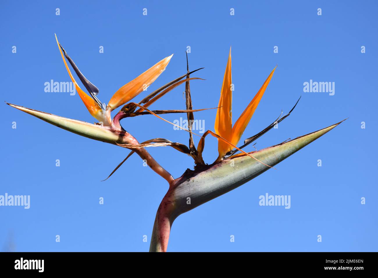 Strelitzia or Bird of Paradise Flower, an architectural design of nature, pointing in different directions to confuse the eye and mind. Stock Photo