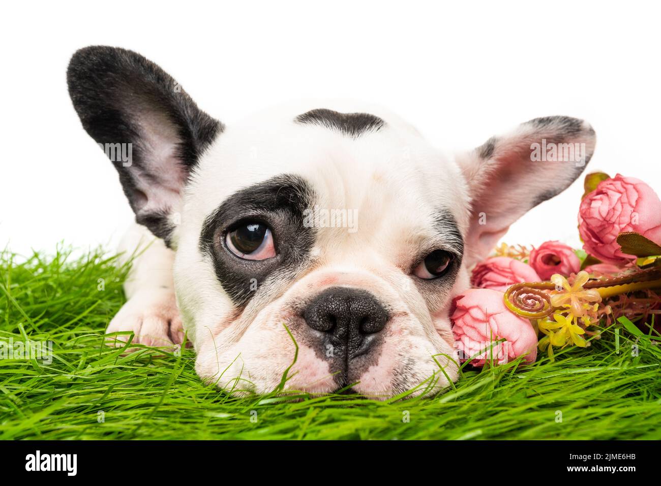 French bulldog puppy isolated on white Stock Photo Alamy