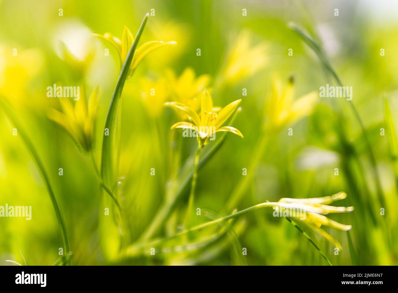 Yellow small flower on a light green background in early spring. Photographed close up, picturesque. Stock Photo