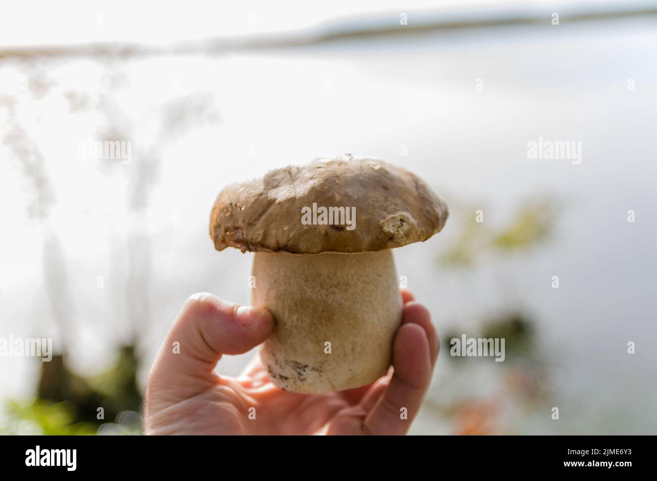 Hunting porcini mushrooms in the forest Stock Photo Alamy