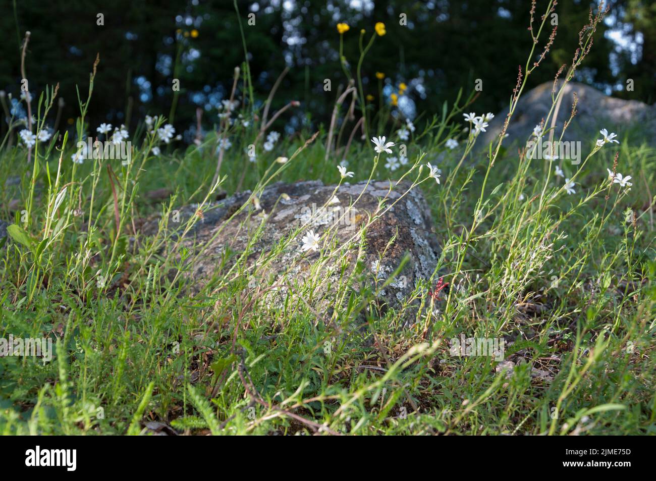 Finnish Wild Flowers/Chickweed Stock Photo