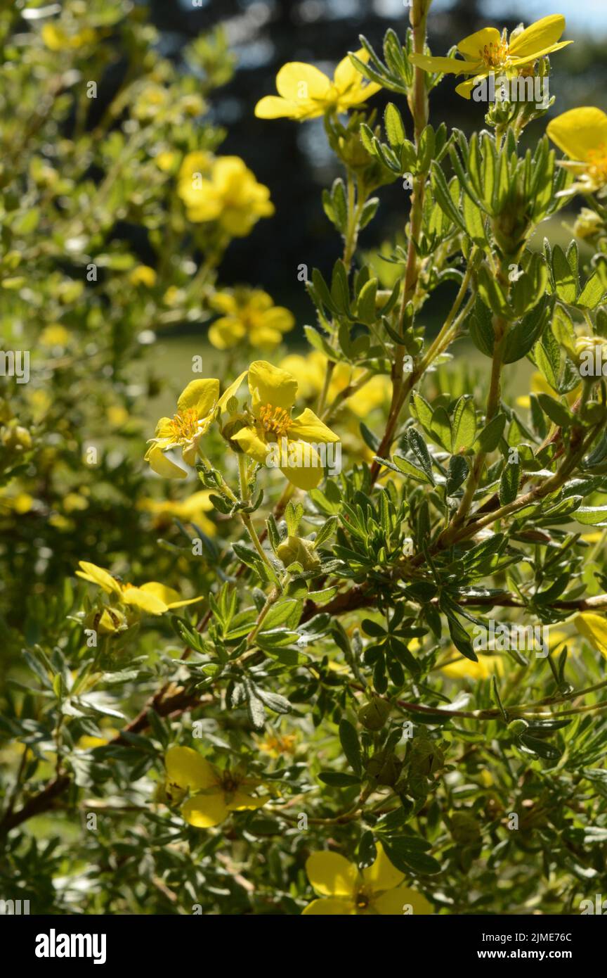 Flowering Bush of Yellow Blooms Stock Photo