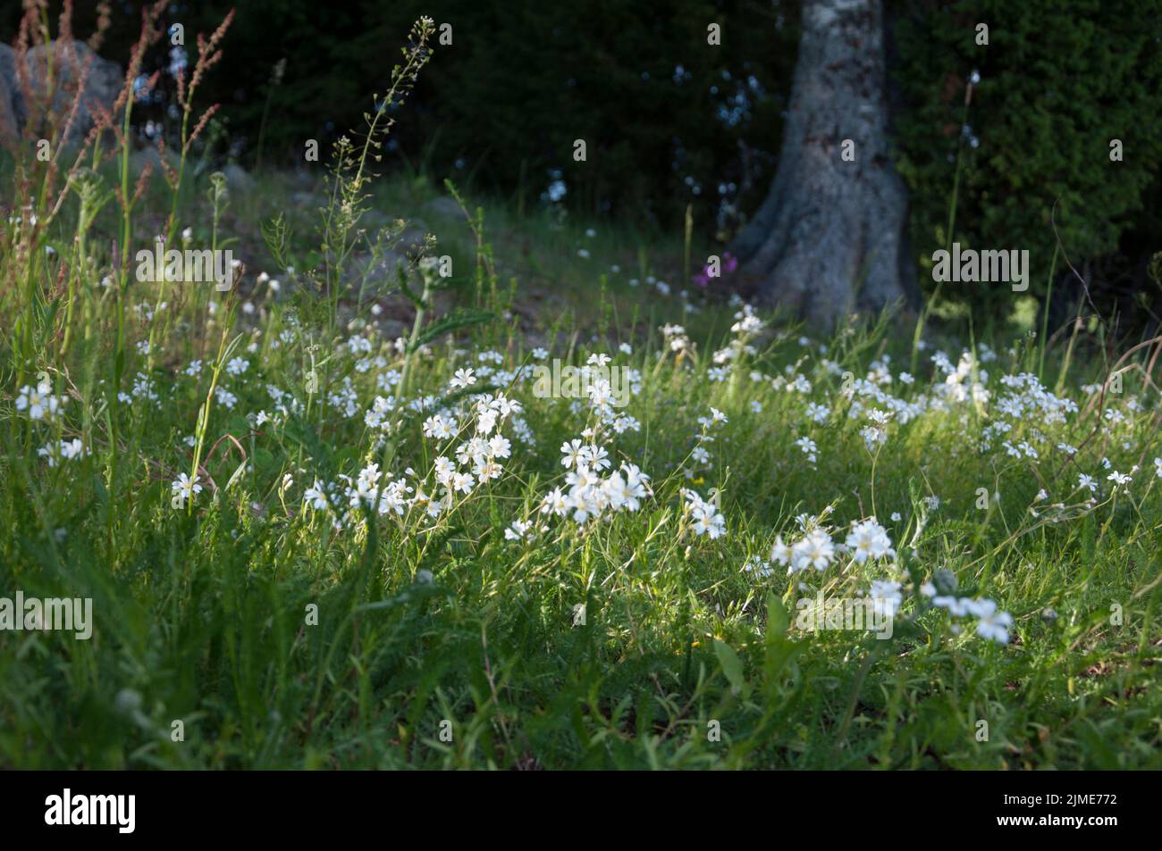 Finnish Wild Flowers/Chickweed Stock Photo