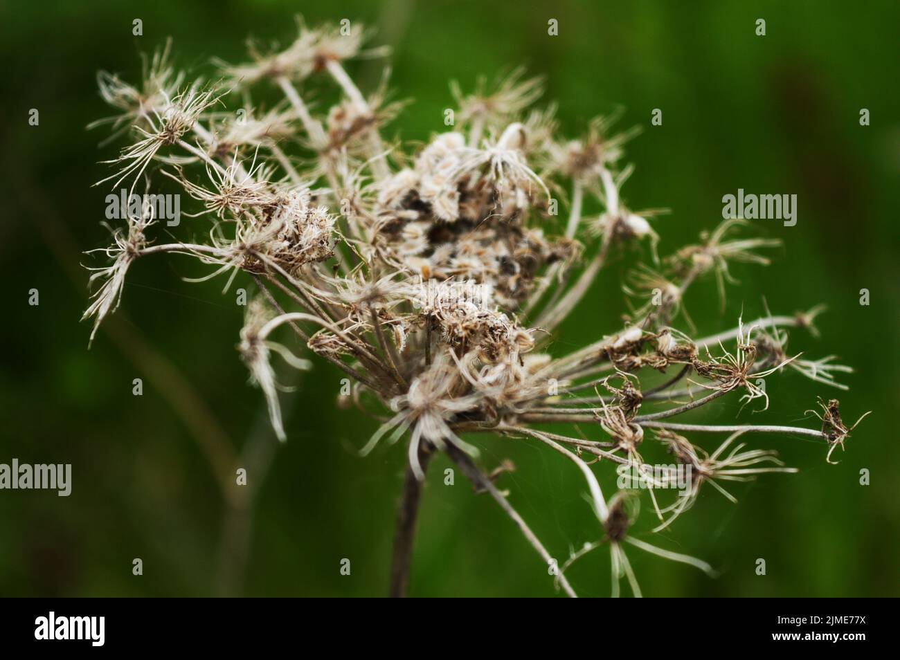 Dried Queen Anne Lace Stock Photo