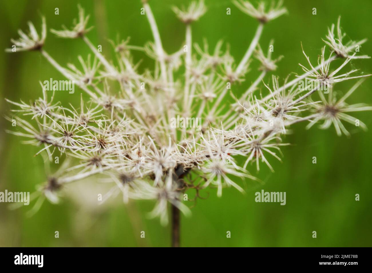 Dried Queen Anne Lace Stock Photo