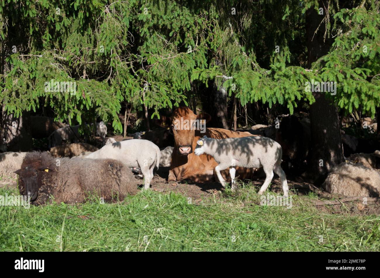 Sheep and cows Stock Photo Alamy