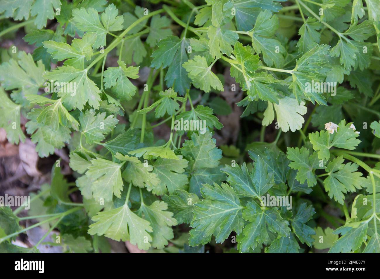 Parsley plant grown in the organic garden Stock Photo