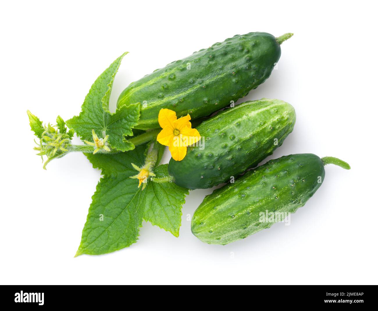 Cucumber With Leaf And Flower White Isolated Stock Photo