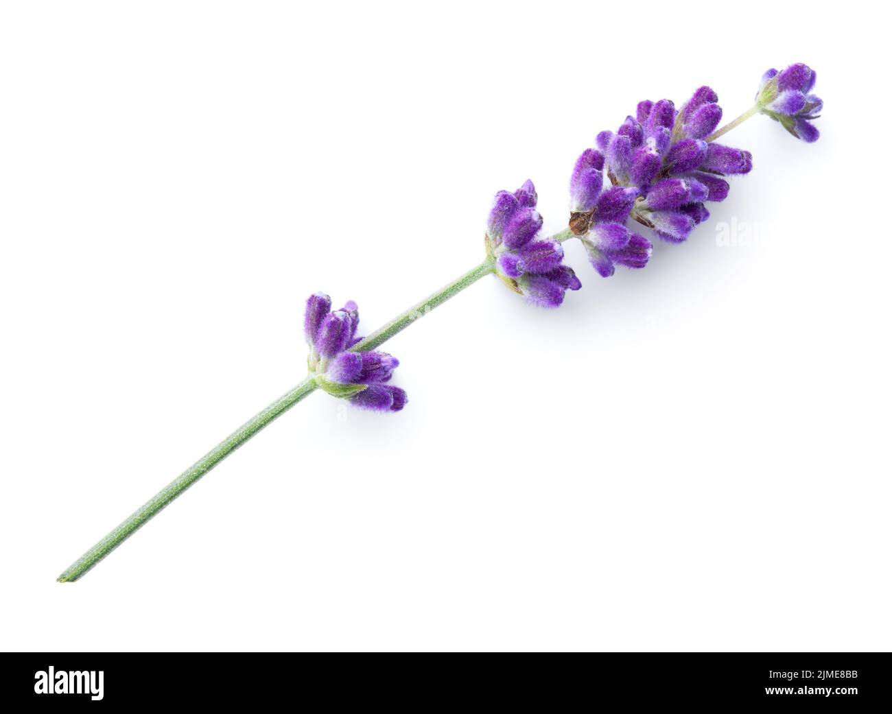 Lavender Flower Isolated On White Background Stock Photo Alamy