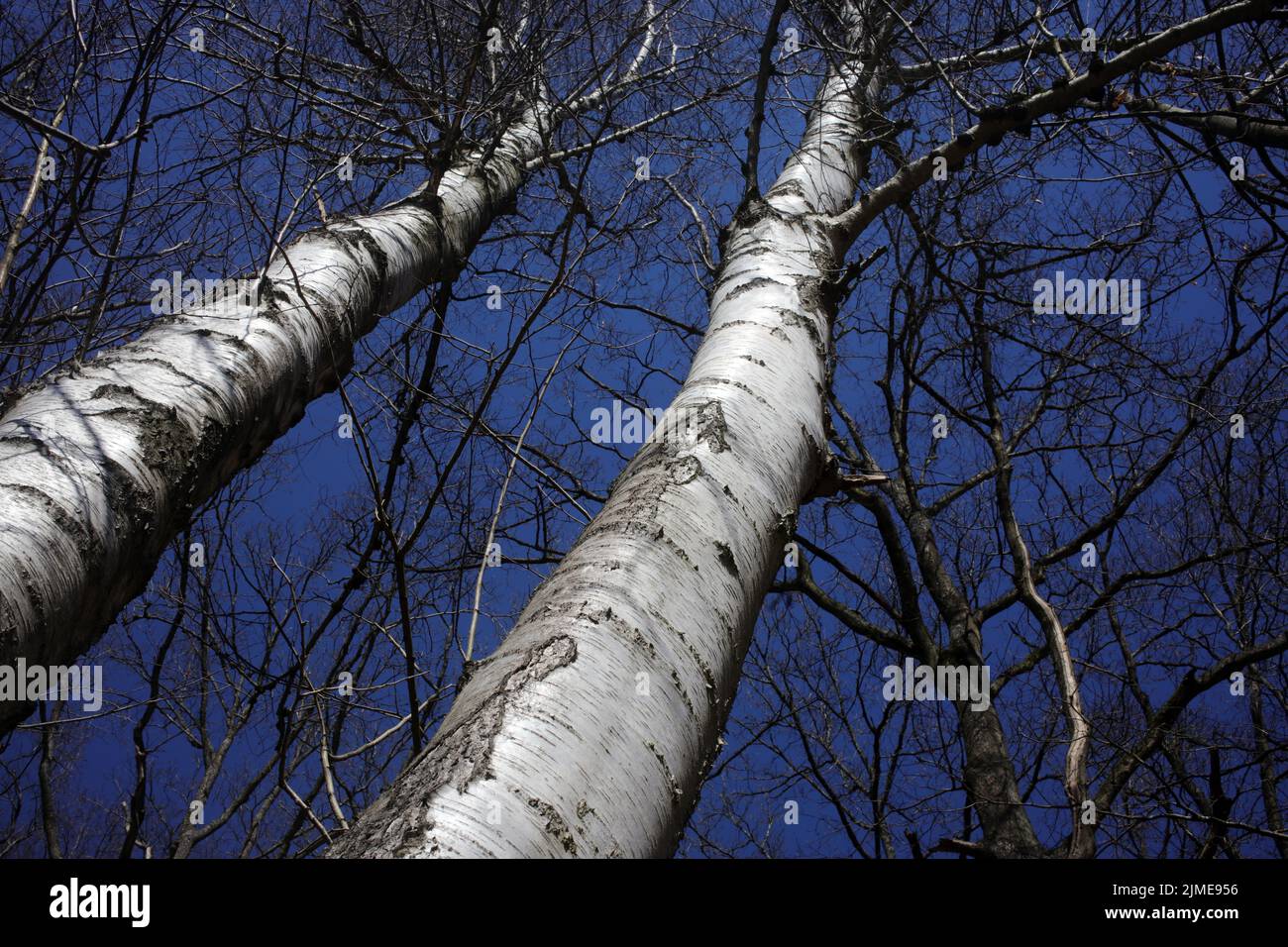 Birch Trees In Winter Forest In Ile De France France Stock Photo