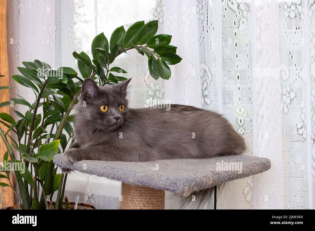 Gray cat with yellow eyes close up portrait Stock Photo - Alamy