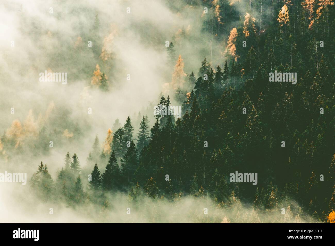 Autumn nature background forest in fog Stock Photo - Alamy