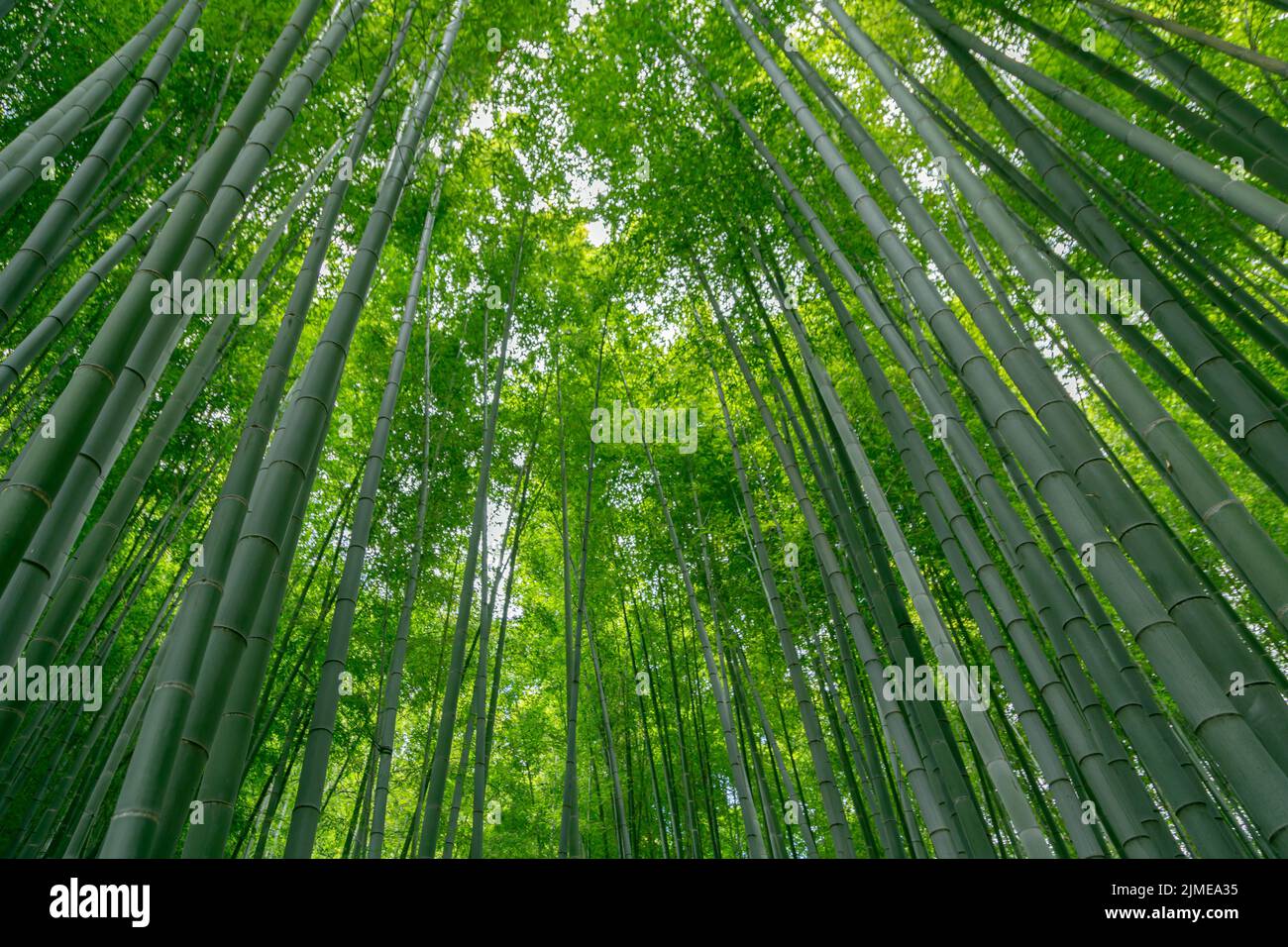 Beautiful image of bamboo forest at Hokokuji, Yokohama, Kanagawa, Japan Stock Photo