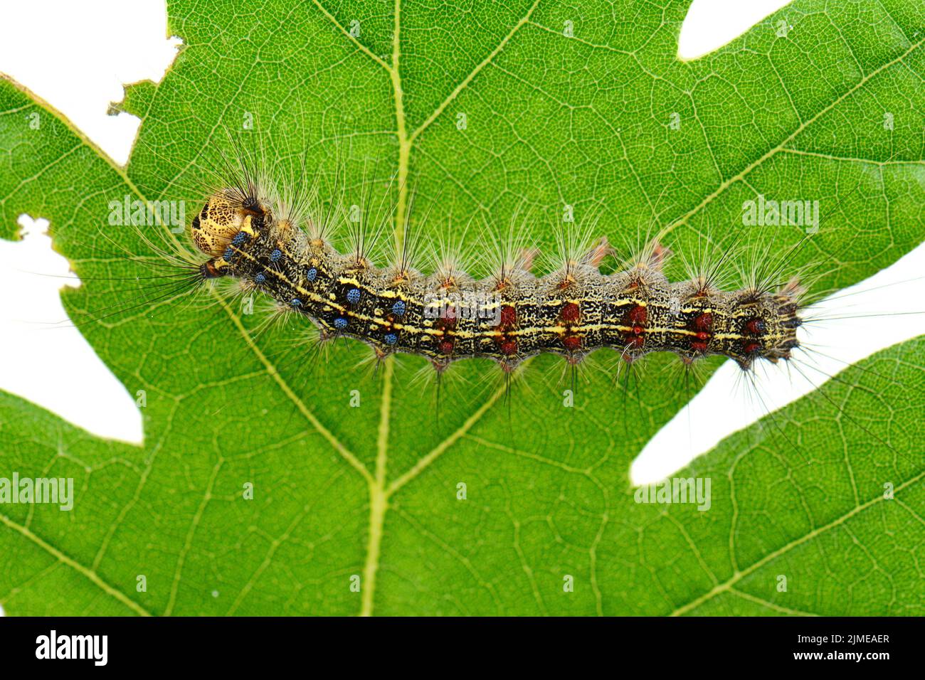 Macro caterpillar on fresh leaf isolated on white Stock Photo - Alamy