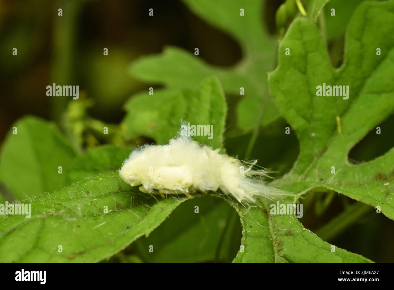 A close up photo of june's snowfall planthopper resting on green leaf. Stock Photo