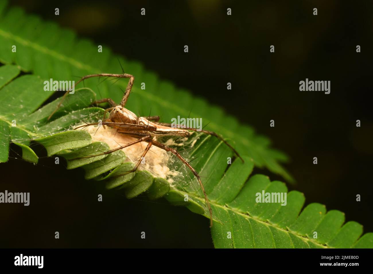 A Lynx spider guarding its eggs. Stock Photo