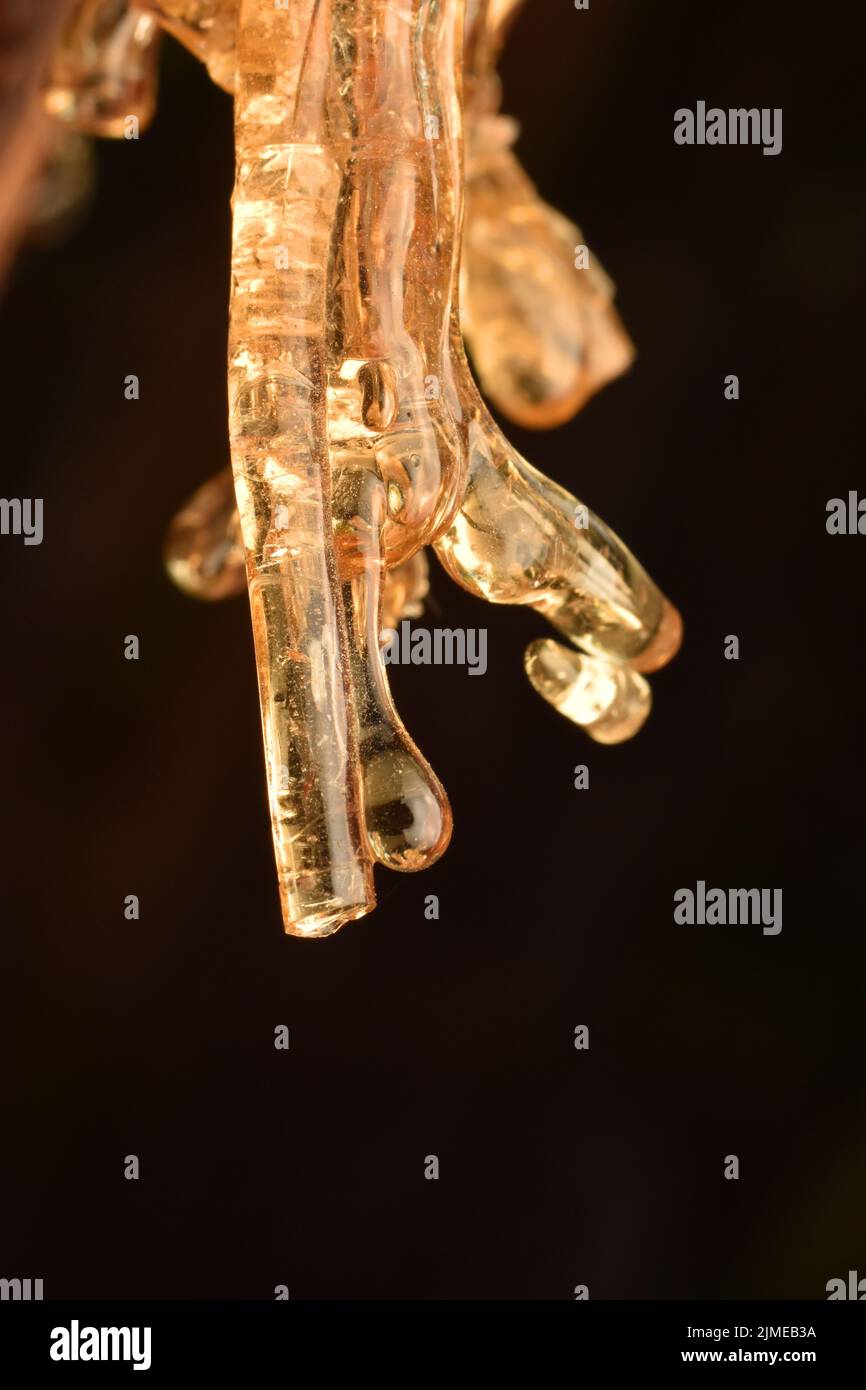 Close up photo of transparent hardened plant sap hanging out of tree bark. Stock Photo