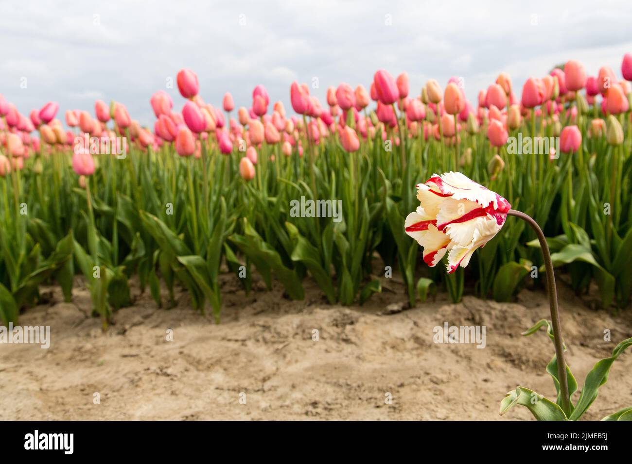 Field of tulips Stock Photo - Alamy