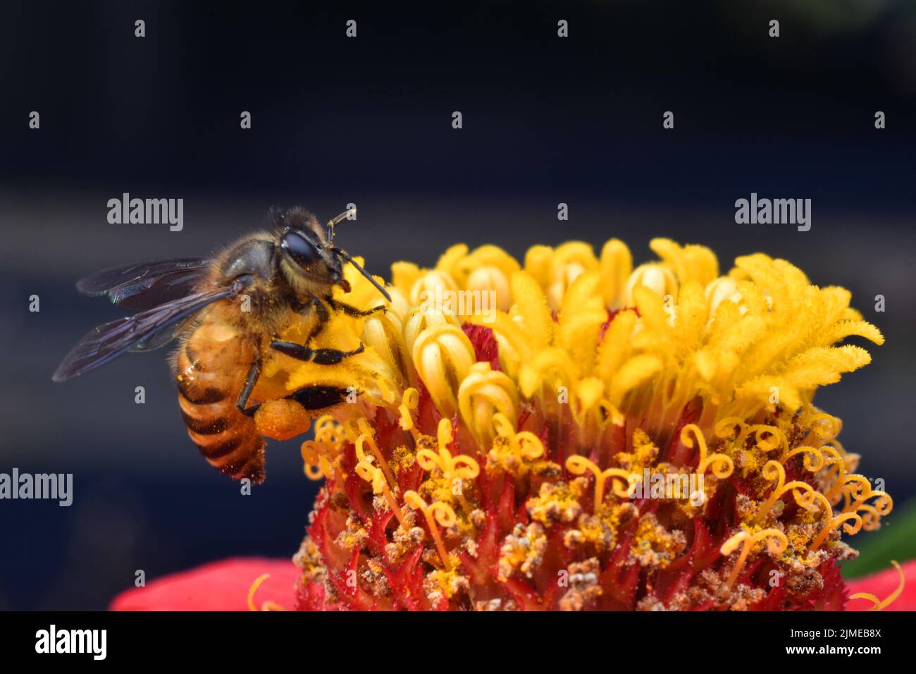 Close up photo of honeybee collecting nectar on zinnia flower. Stock Photo