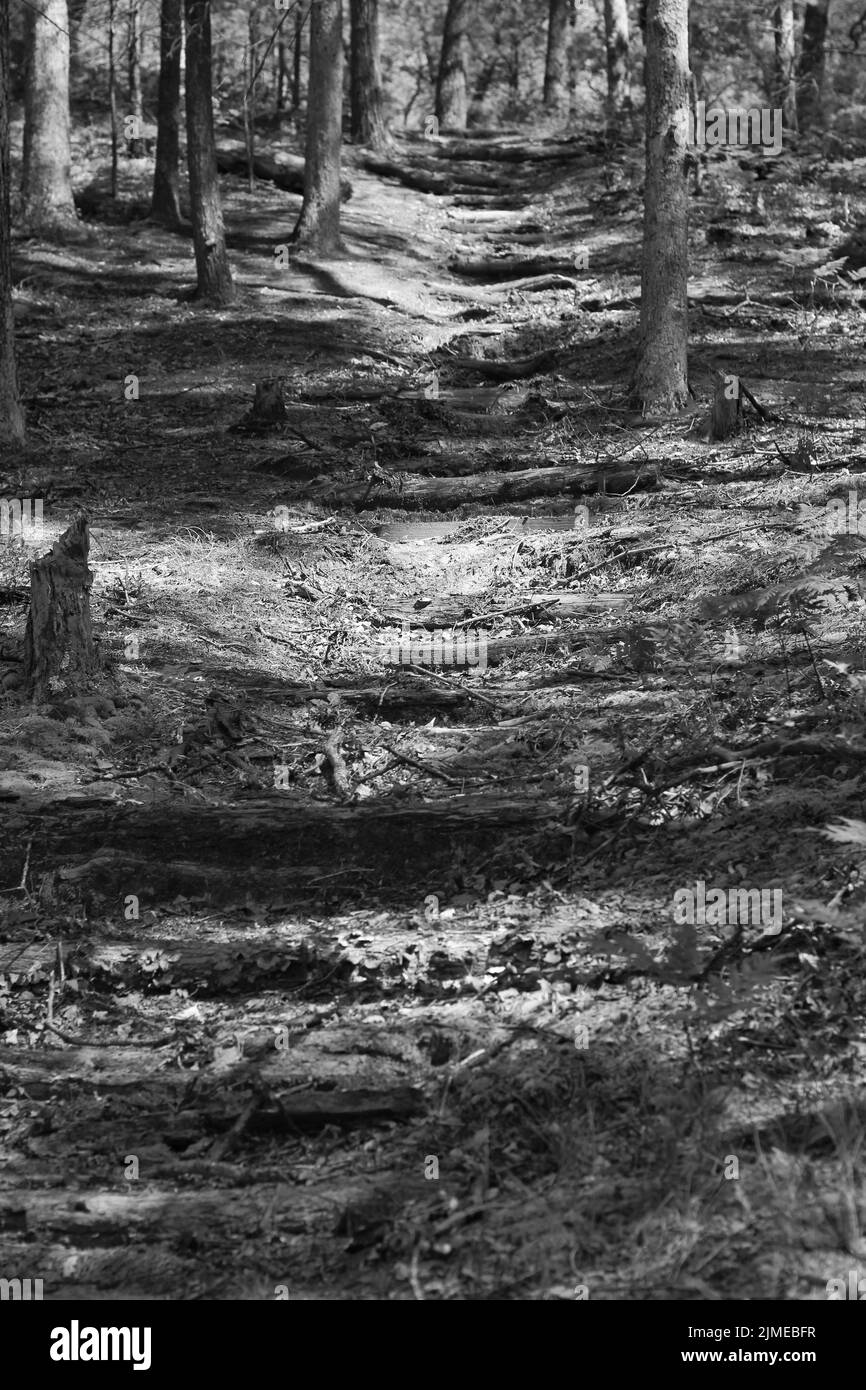 Deep in the woods Black and White Stock Photos & Images - Alamy