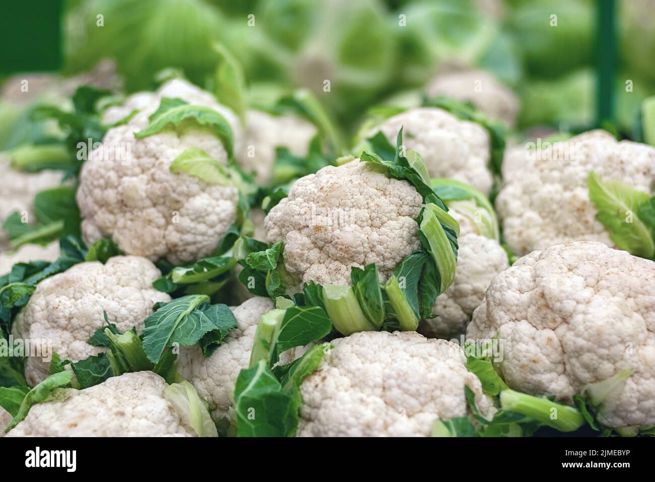 Cauliflower and cabbage sale at organic vegetable market Stock Photo