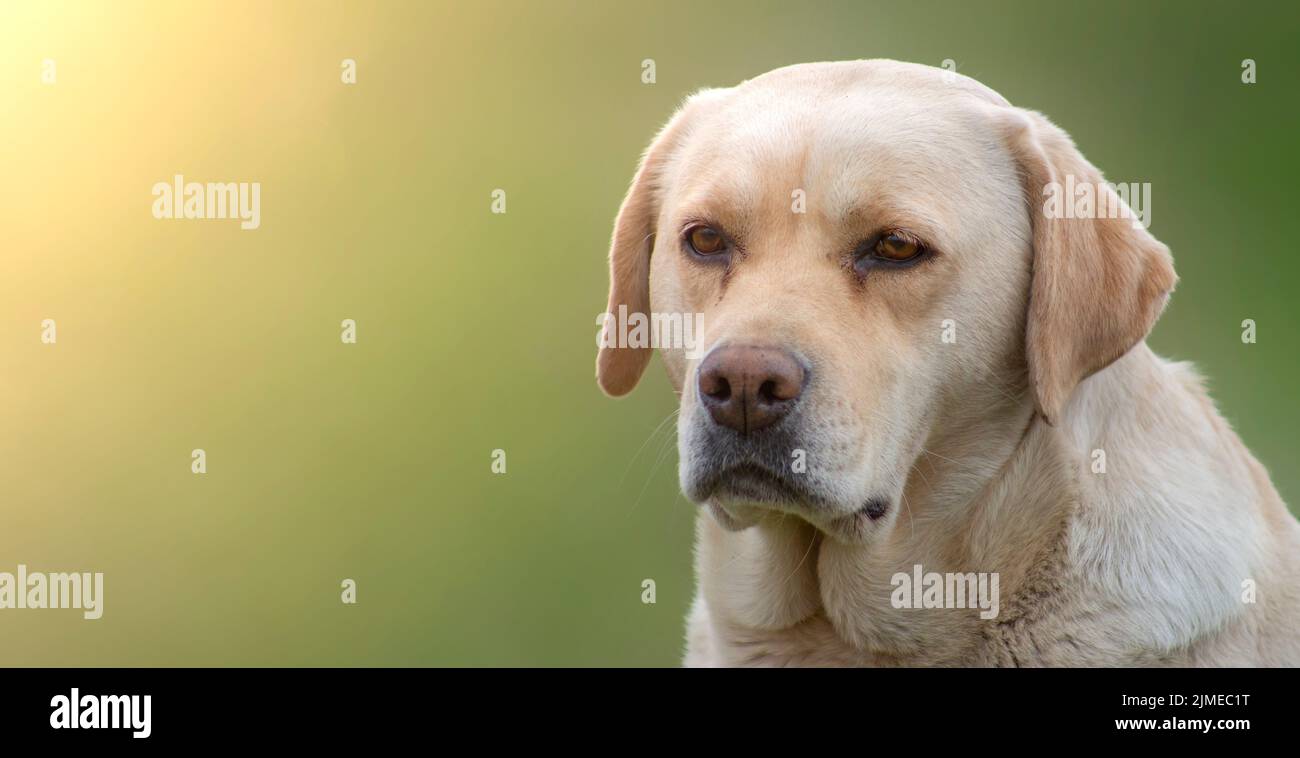 are labradors sad