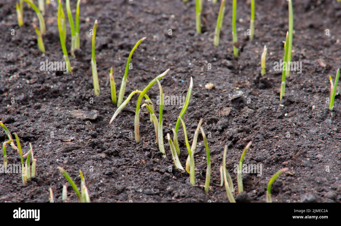 Young shoots of wheat sprouting in the soil in the field. Depressed tips of spring morning frosts. Stock Photo