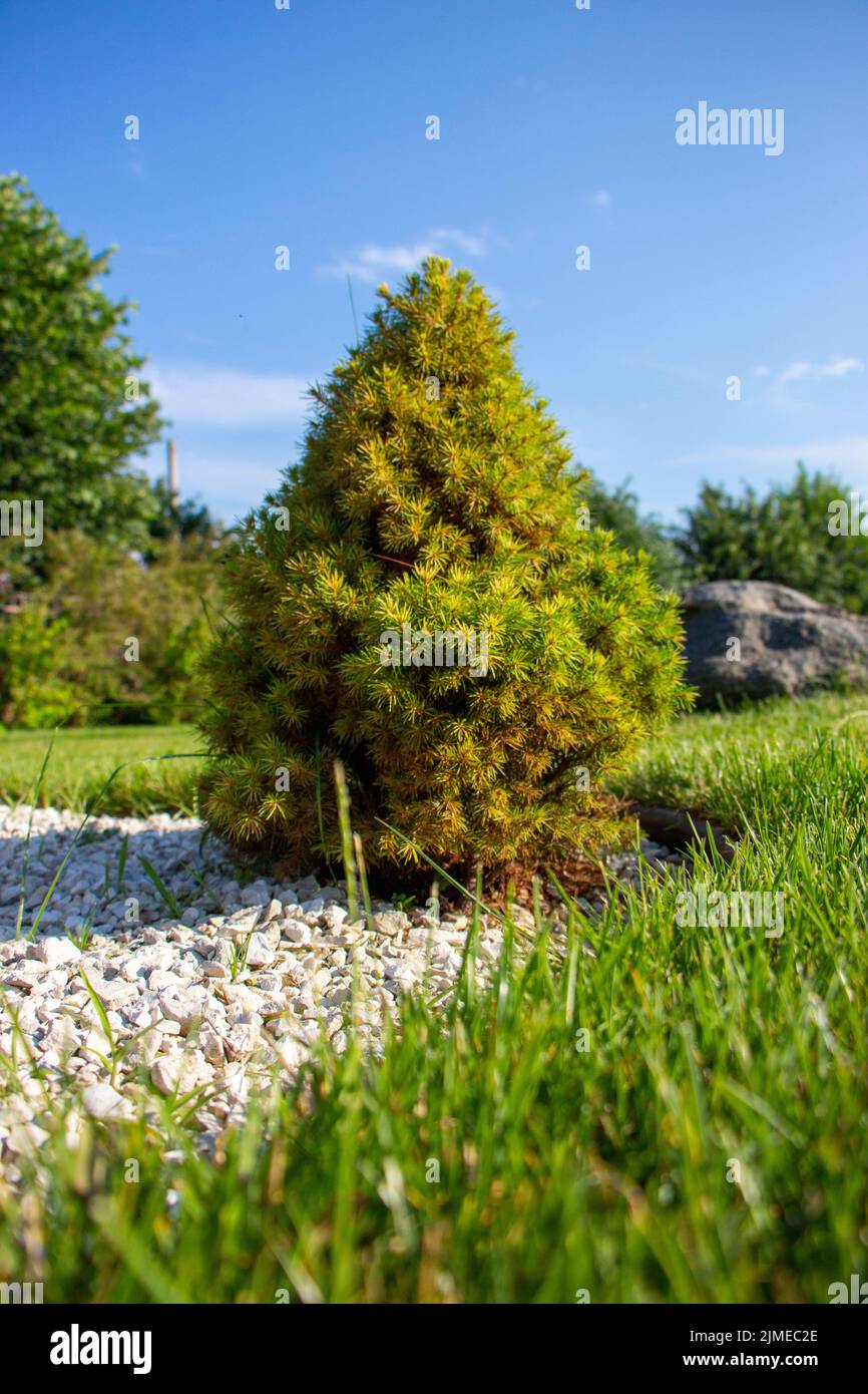 Spruce tree growing in the lawn between decorative stones, landscaping. Stock Photo