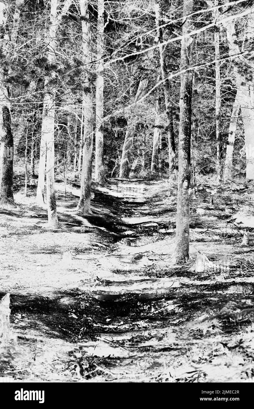 A typical calm summer meadow in the deep wild woods in black and white ...