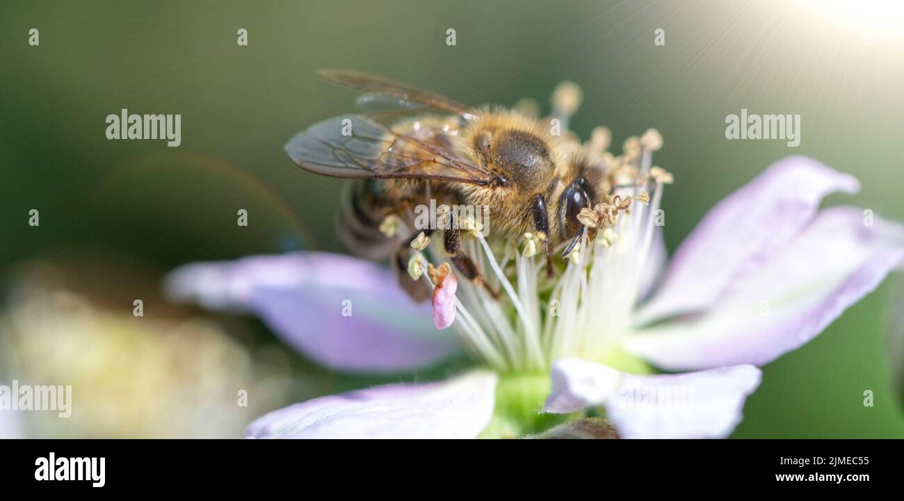 The bee collects nectar on blackberry flowers. Stock Photo