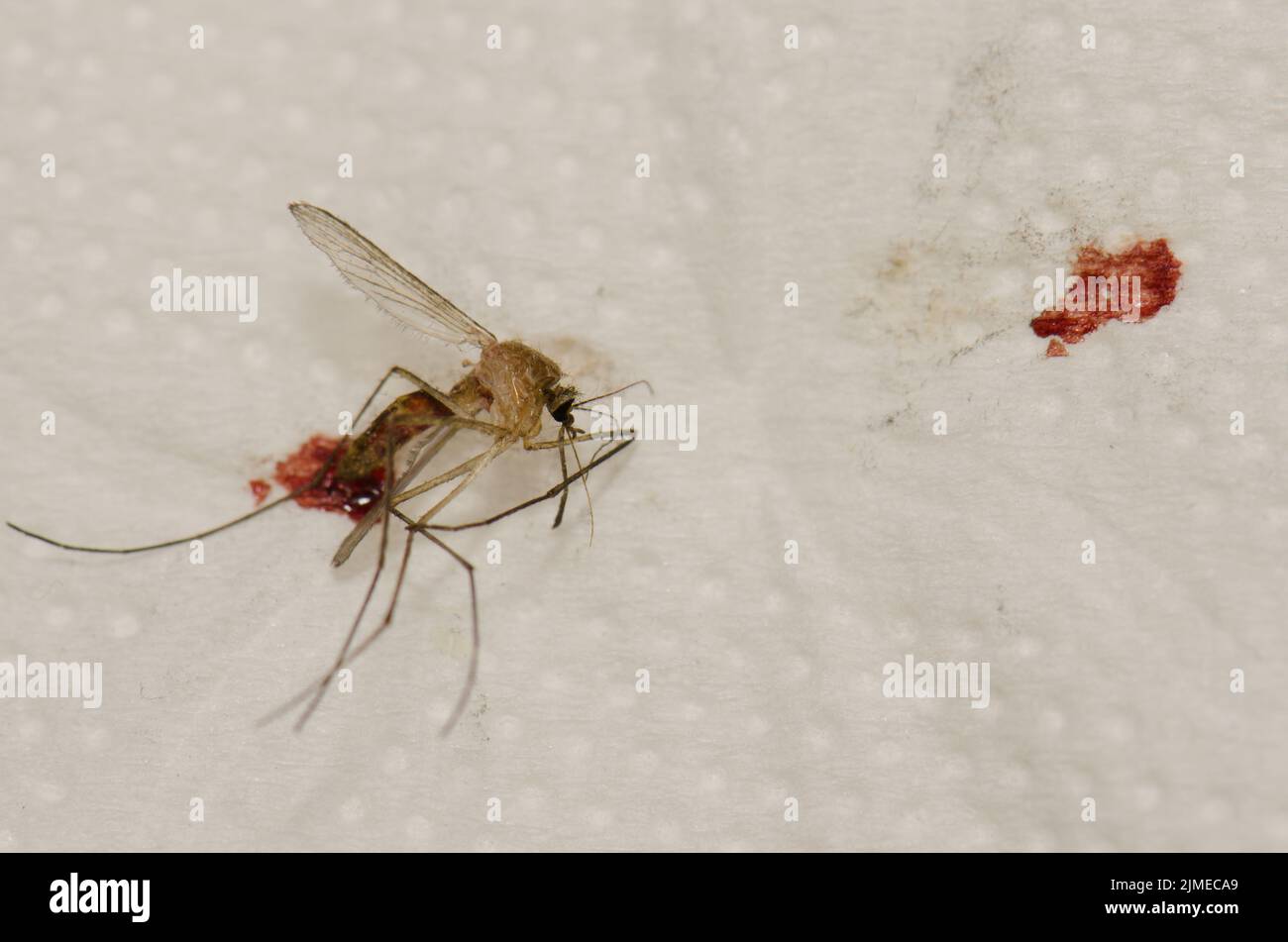 Crushed common house mosquito Culex pipiens after feeding on a person's blood. Las Palmas de Gran Canaria. Gran Canaria. Canary Islands. Spain. Stock Photo