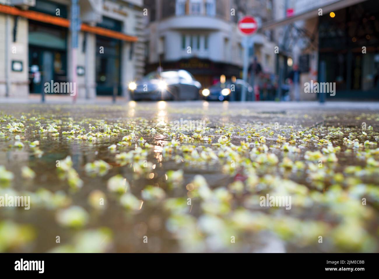 Flower petals on the street of old city Stock Photo