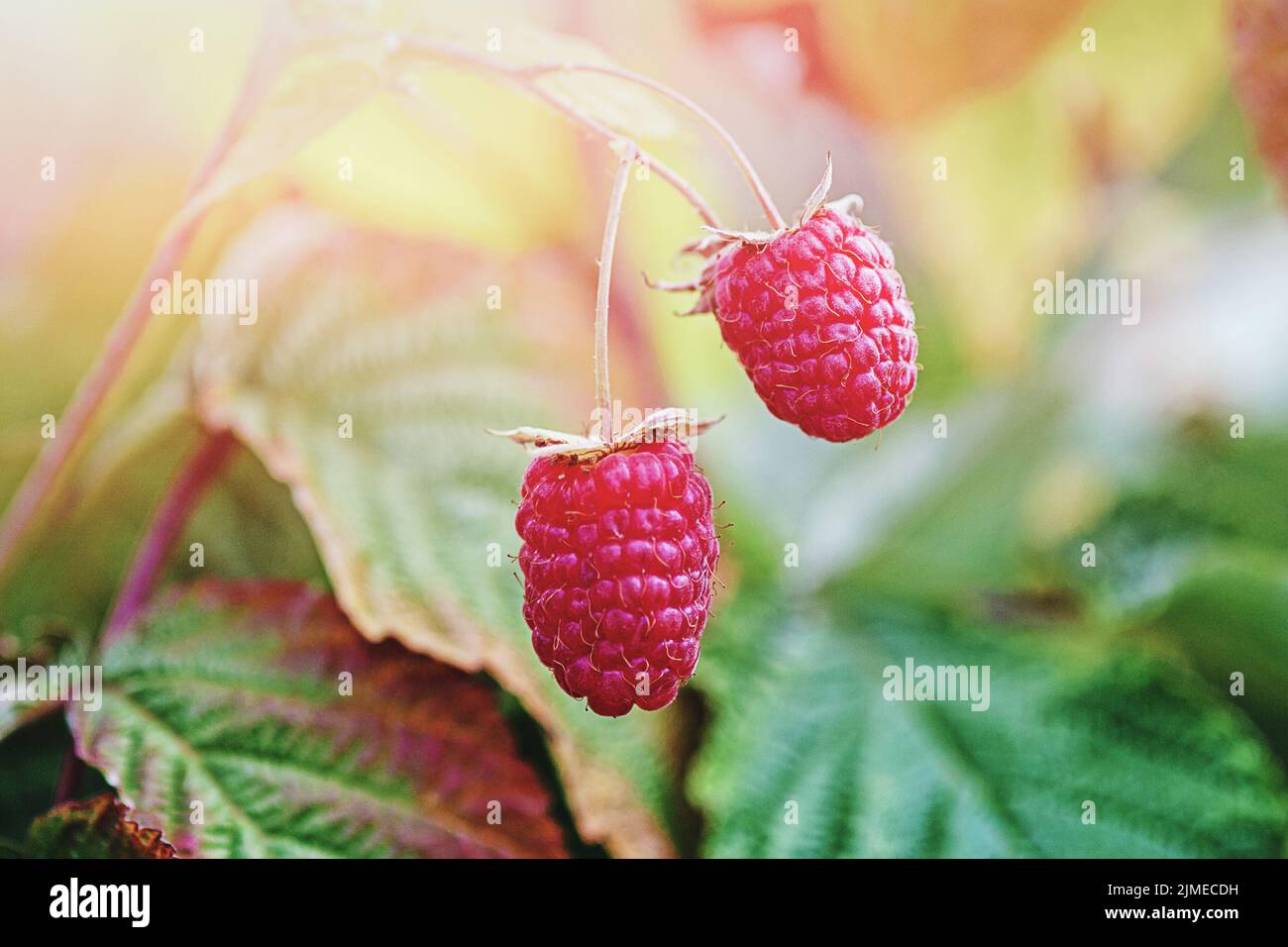 Two ripe raspberries on bush in sunny fall forest, close up Stock Photo