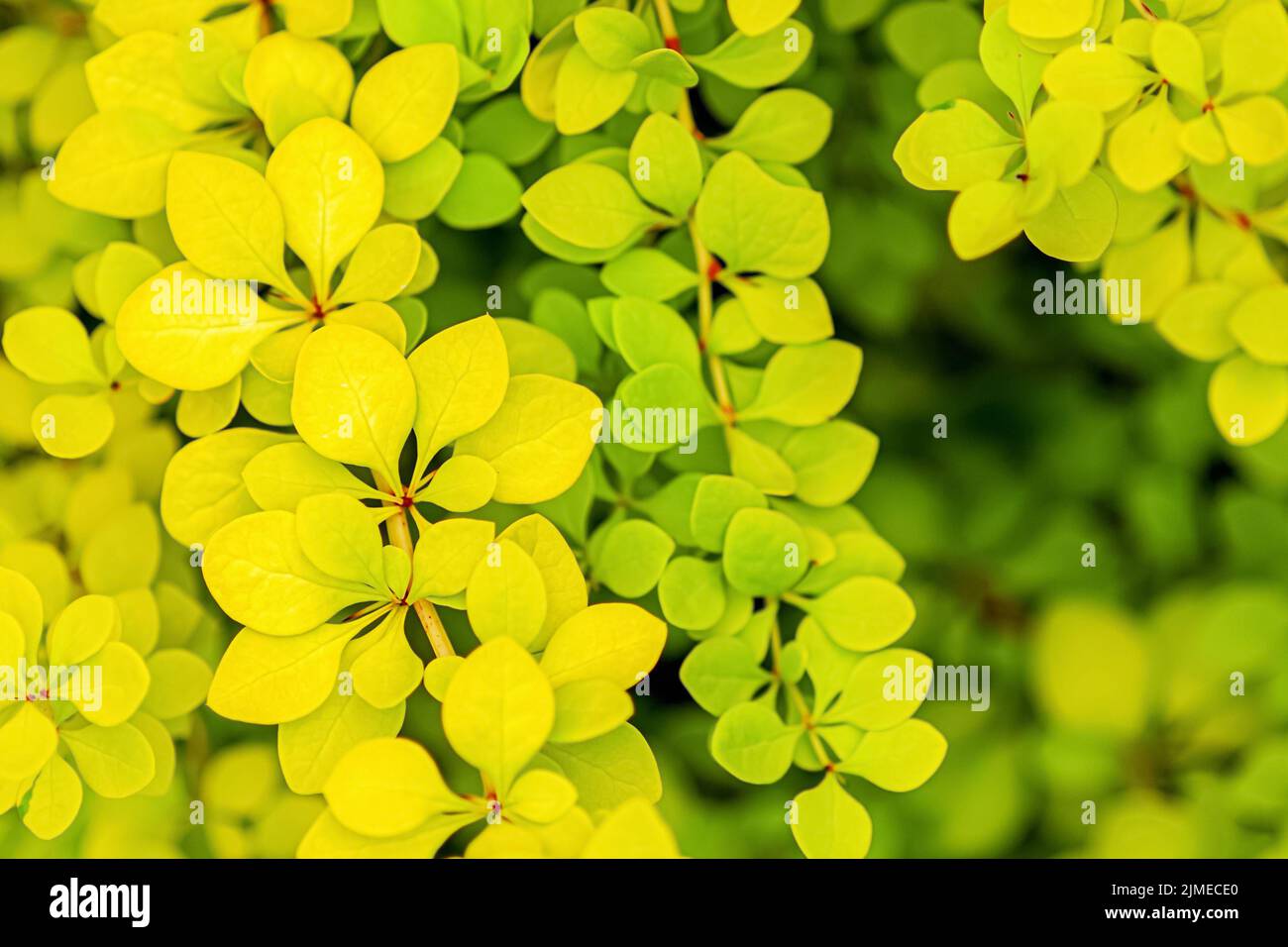 Golden Japanese barberry yellow green leaves, Berberis thunbergii Aurea foliage background Stock Photo