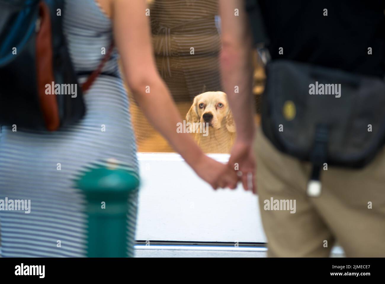Dog looking at couple holding hangs from behind glass door Stock Photo