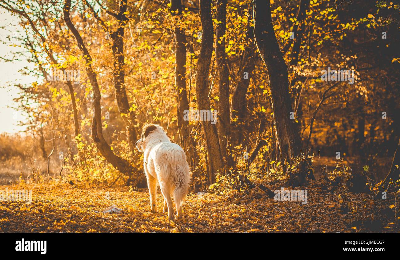 Autumn nature background white dog in forest Stock Photo