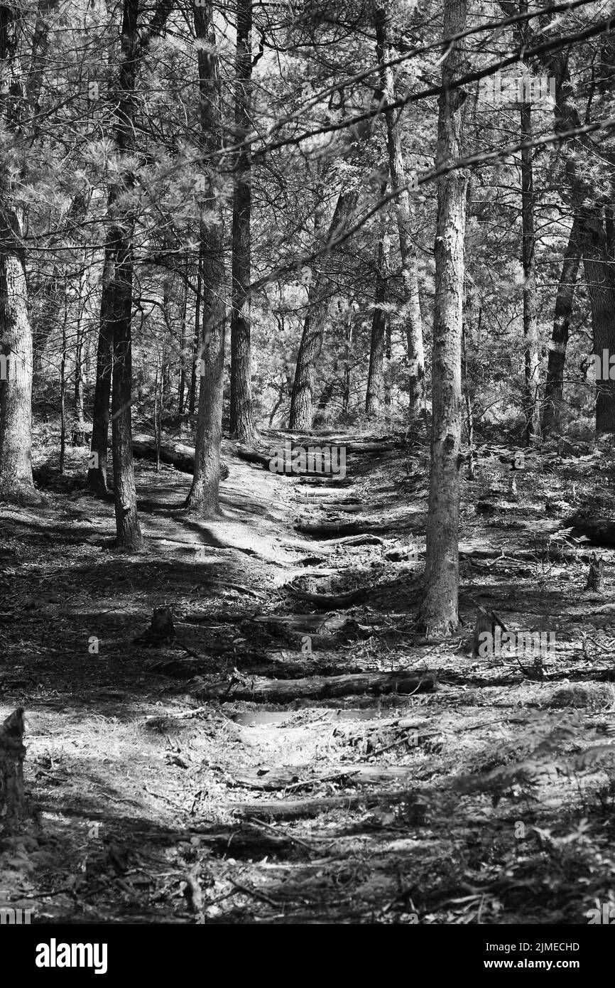A typical calm summer meadow in the deep wild woods in black and white ...
