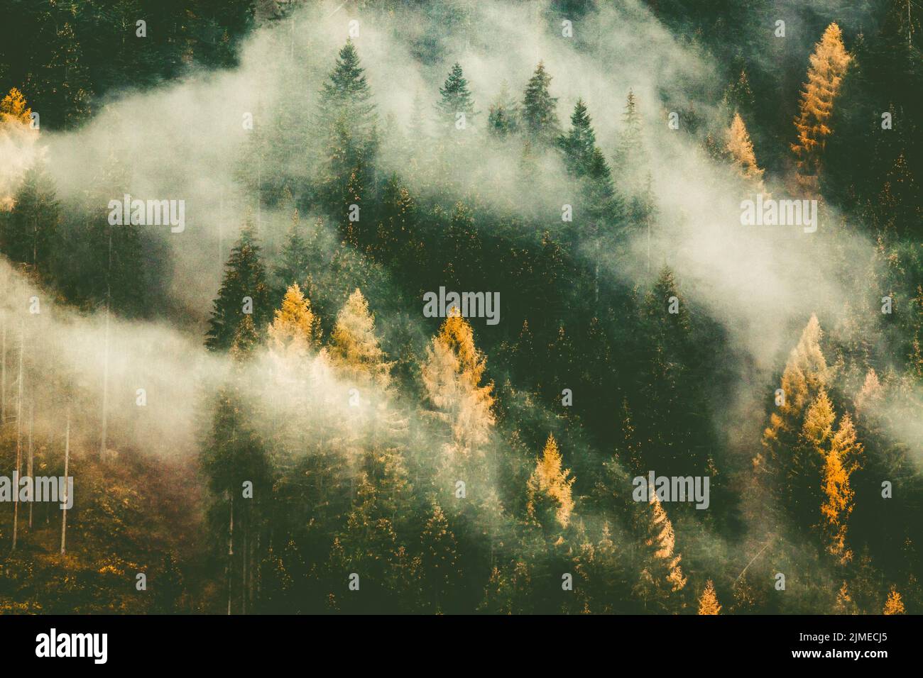 Autumn nature background forest in fog Stock Photo - Alamy