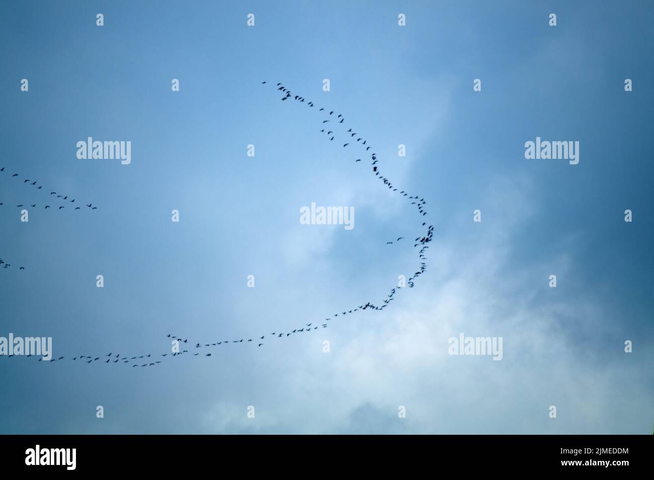 silhouettes of wild geese flying in front of misty blue sky. Stock Photo