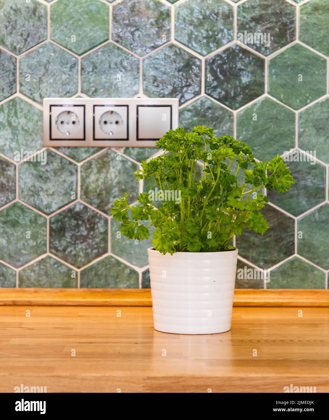 Parsley in pot on wooden kitchen tabletop against vintage green tiles Stock Photo