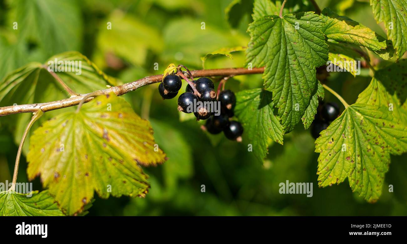 ripe black currant in a garden on a green background Stock Photo