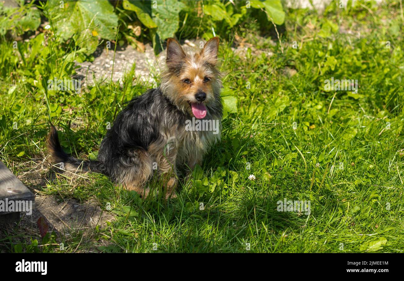 A dog in the park with his tongue hanging out from the heat. sunny day Stock Photo