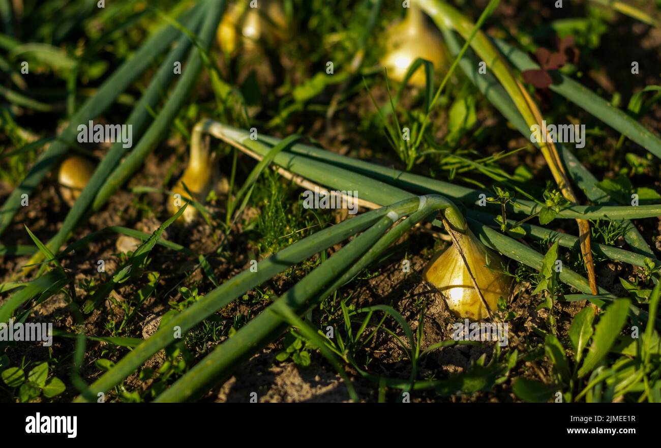 Onions are grown in the soil on personal plots. Onion plants grow on the field close-up Stock Photo