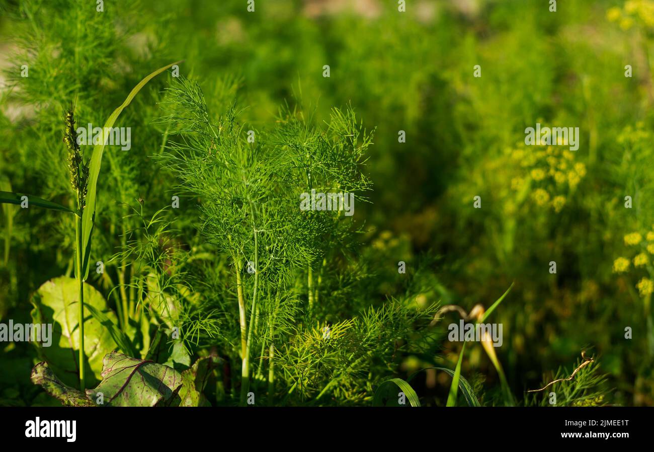 Fresh and green dill seedlings are grown outdoors Stock Photo