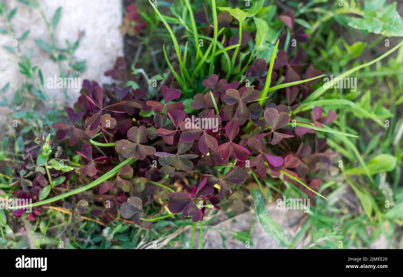 Photo of purple leaves of heart shaped oxalis plant outdoors Stock Photo