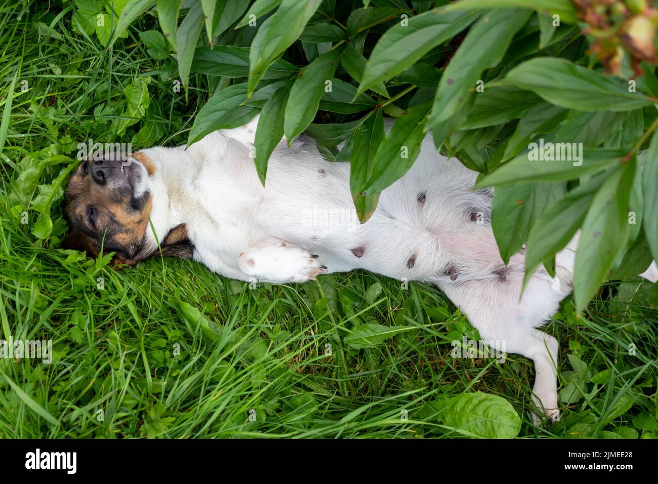 jdog jack russell resting in a grassy meadow outdoors and outdoors during summer holidays Stock Photo