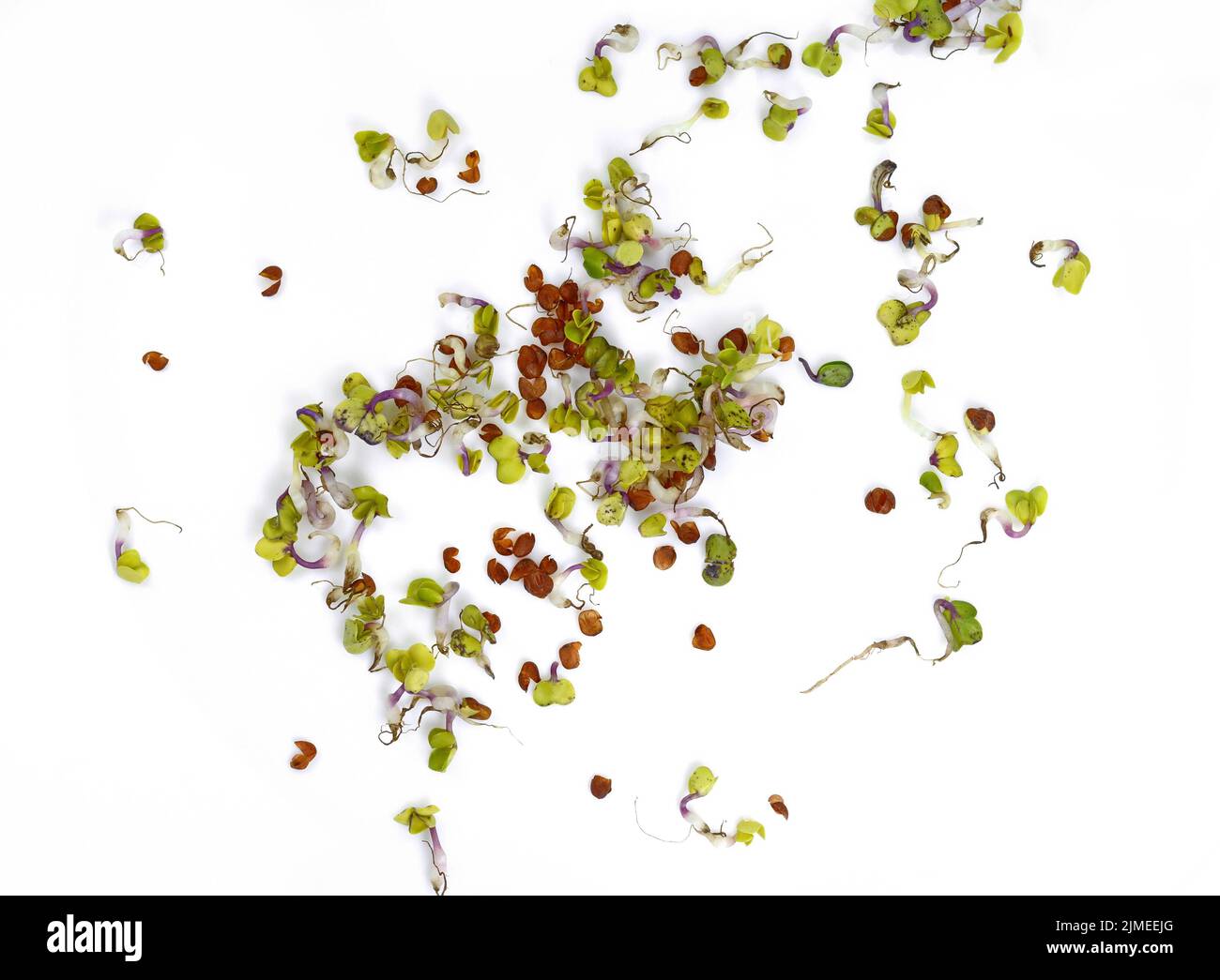 Radish germs background. Organic Sprouted Daikon Radish With Seeds And